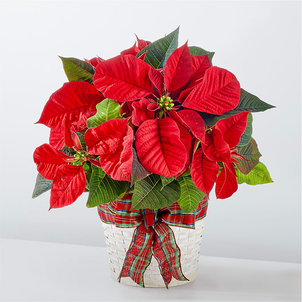 Happiest Holidays Poinsettia – Floral Design By Nikki, Irvine KY
