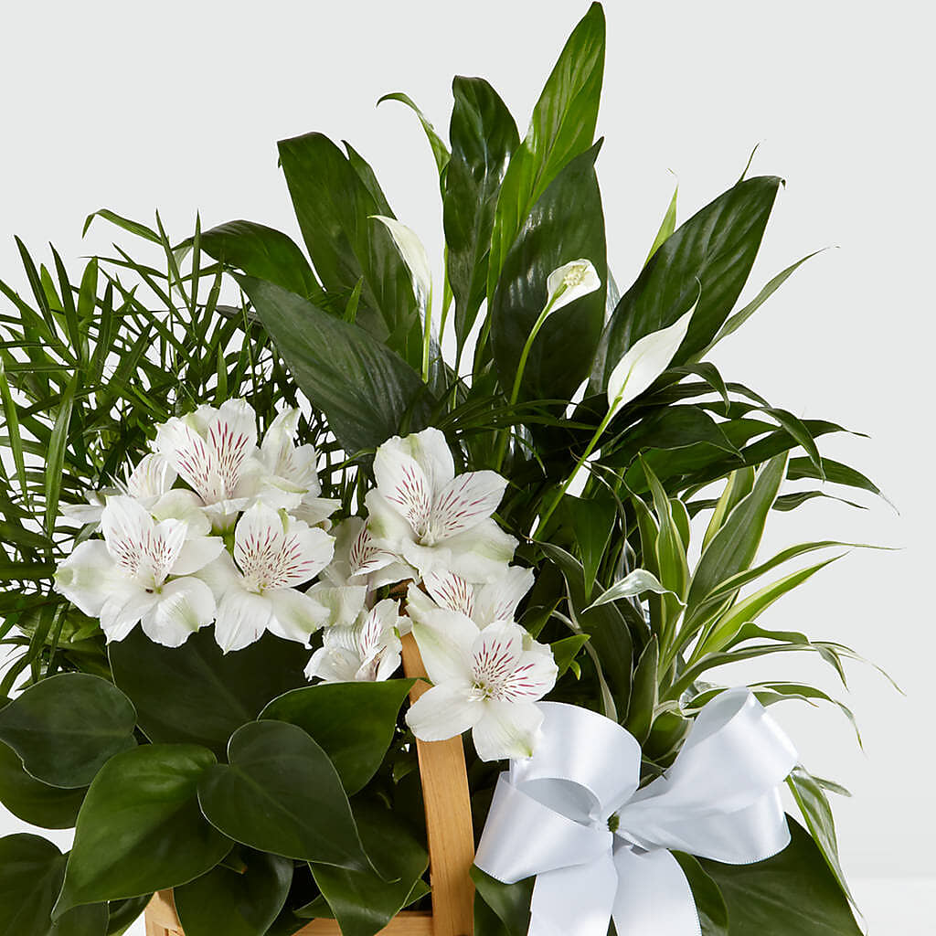 Peace & Serenity Dishgarden – Floral Design By Nikki, Irvine KY