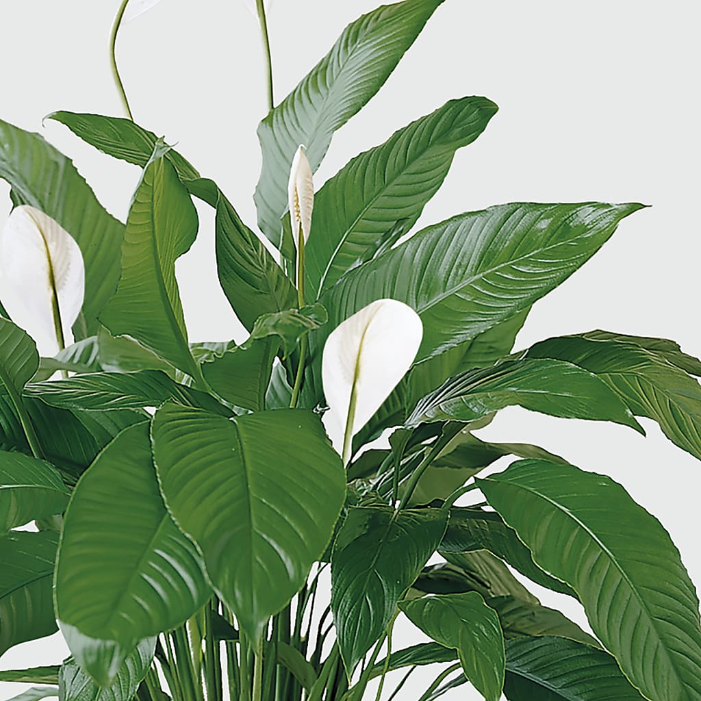 Tranquil Moments Peace Lily Plant – Floral Design By Nikki, Irvine KY