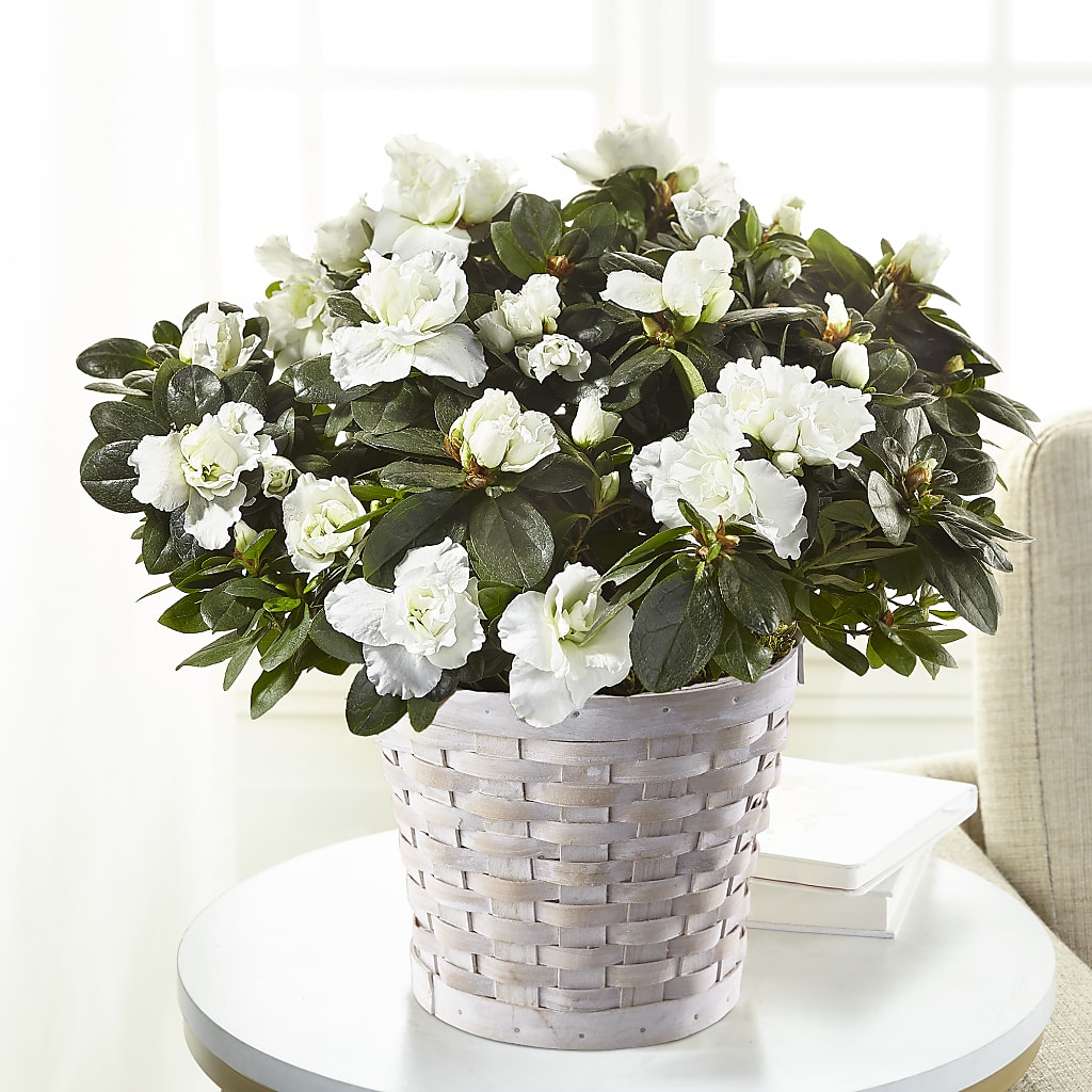 White Azalea Plant – Floral Design By Nikki, Irvine KY