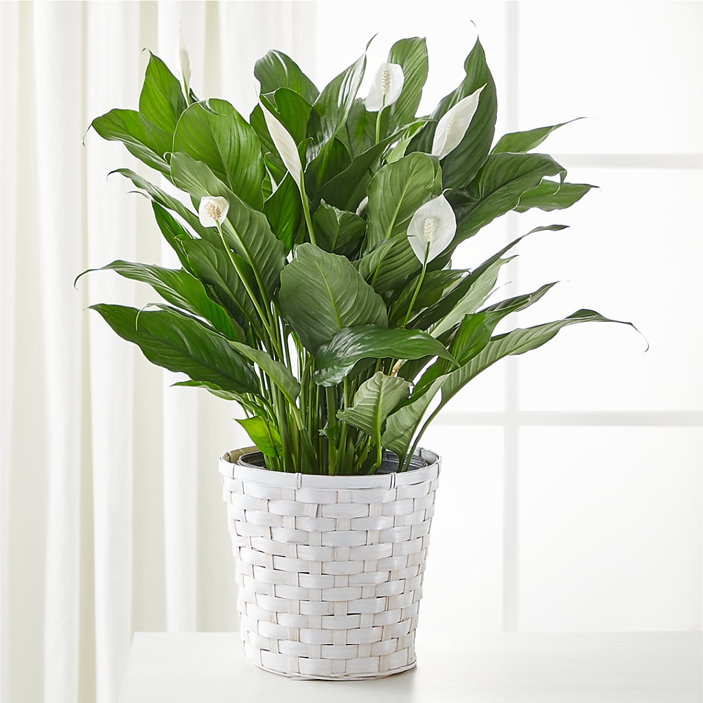 A New Leaf Peace Lily – Floral Design By Nikki, Irvine KY