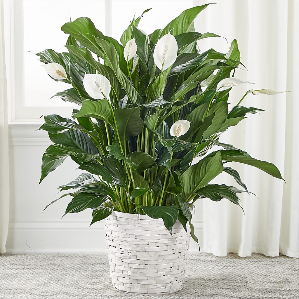 A New Leaf Peace Lily – Floral Design By Nikki, Irvine KY