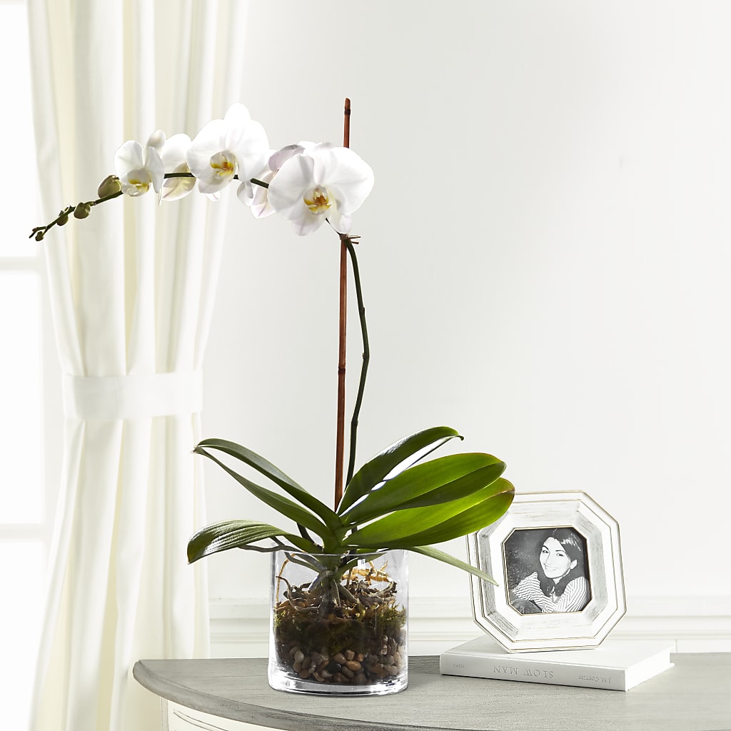 White Orchid Planter – Floral Design By Nikki, Irvine KY