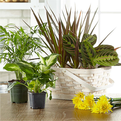 Florist Designed Blooming and Green Plants in a Basket –  Floral Design By Nikki, Irvine KY