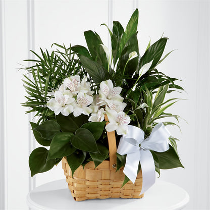 Peace & Serenity Dishgarden –  Floral Design By Nikki, Irvine KY