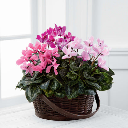 Mixed Cyclamen Planter –  Floral Design By Nikki, Irvine KY