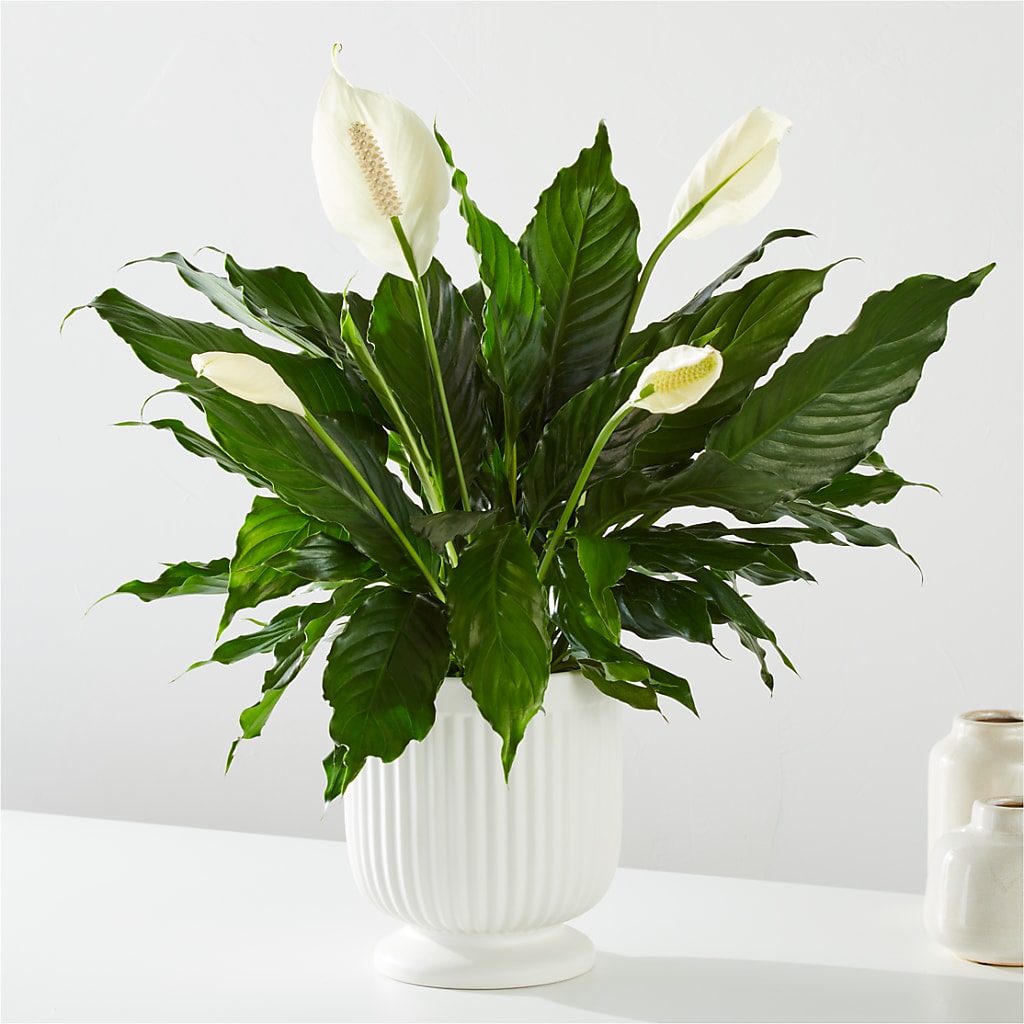 Comfort Planter –  Floral Design By Nikki, Irvine KY