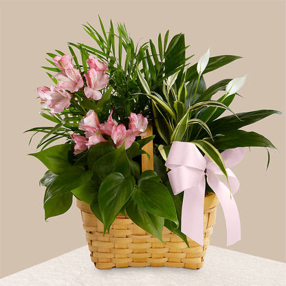 Living Spirit Dishgarden –  Floral Design By Nikki, Irvine KY