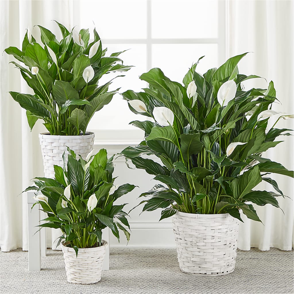 A New Leaf Peace Lily –  Floral Design By Nikki, Irvine KY