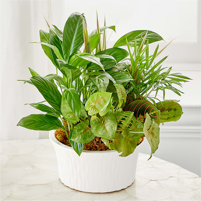 Balance & Harmony Dishgarden –  Floral Design By Nikki, Irvine KY