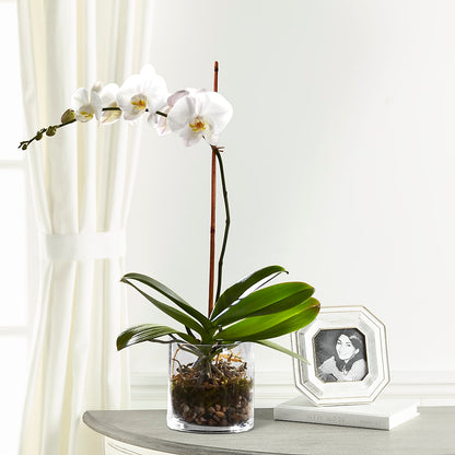 White Orchid Planter –  Floral Design By Nikki, Irvine KY